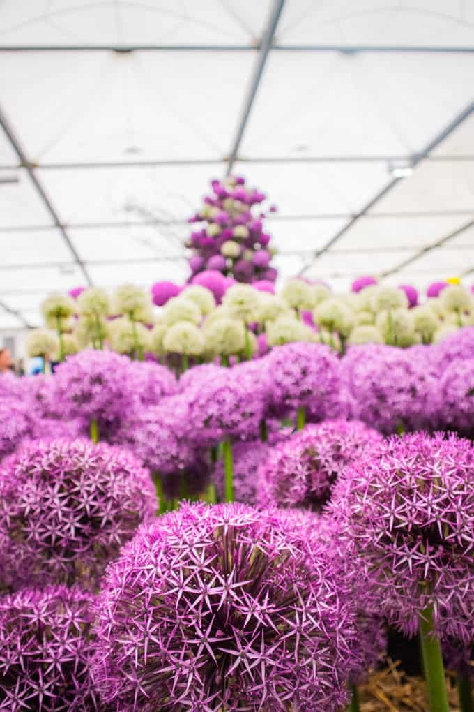 RHS Chelsea Flower Show and Freddies Flowers Review